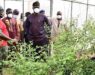 Oyo Truth - Akufo Farm Settlement